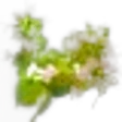 Oregano