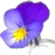 Pansy