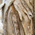 Paperbark