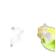 Pear Blossom
