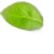Pear Leaf