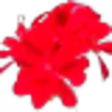 Pelargonium