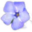 Periwinkle