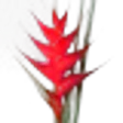Pink Flamingo Heliconia