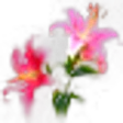 Pink Lily