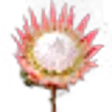 Protea