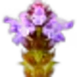 Prunella