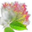 Rangoon Creeper