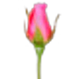 Rosebud