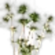 Satureja