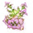 Sclarene