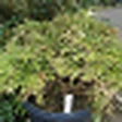Selaginella tamariscina