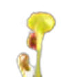 Sundew