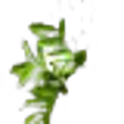 Swartzia