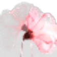 Transparent Flowers