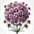 Vervain