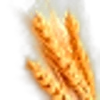 Wheat