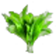 Wild garlic leaf