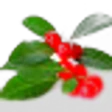 Wintergreen