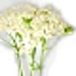 Yarrow